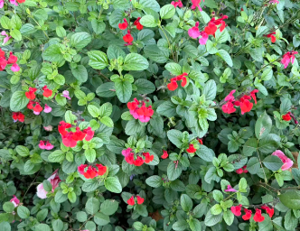 两大部门联合发文，加快完善数字贸易发展